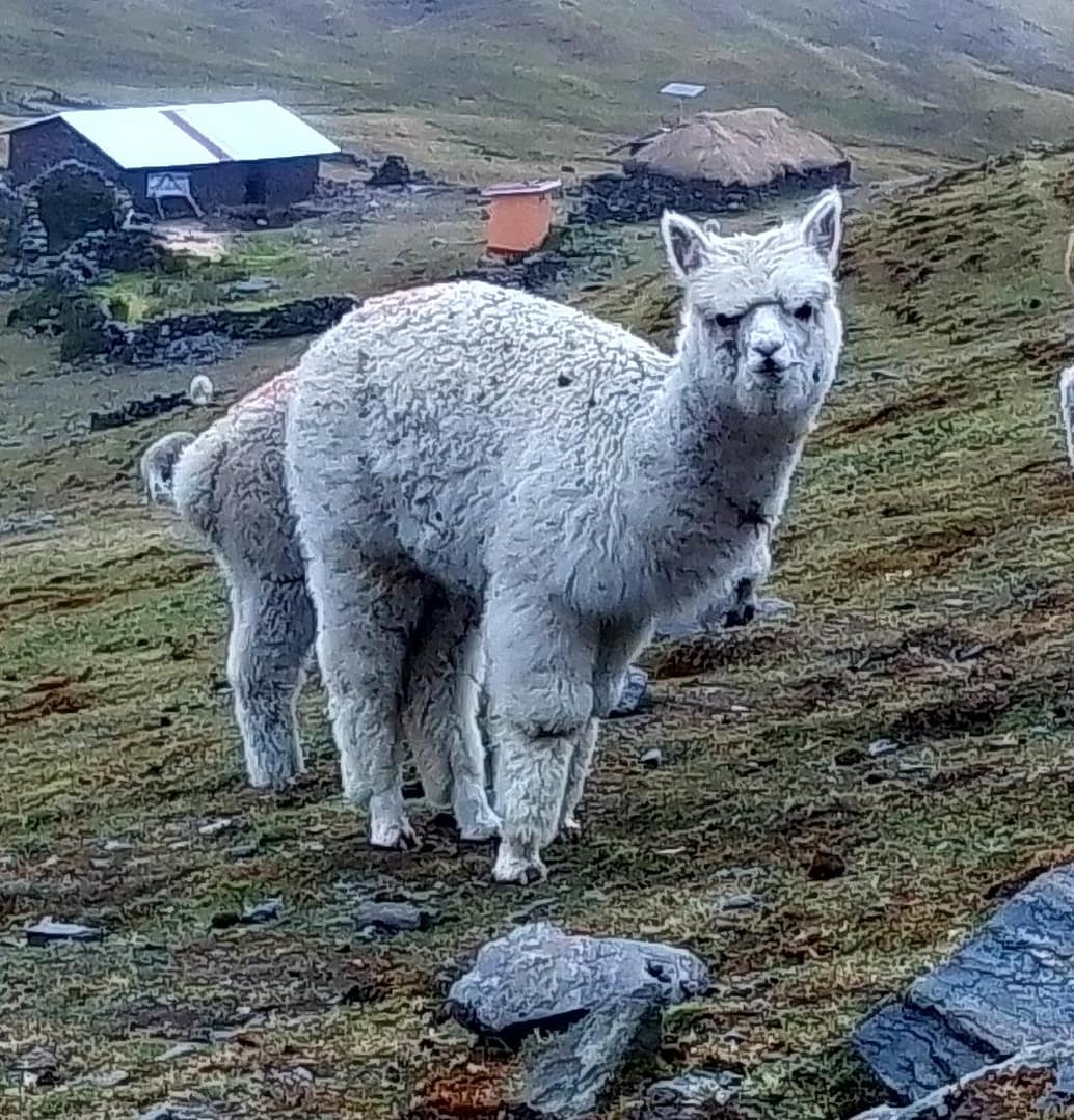 white alpaca