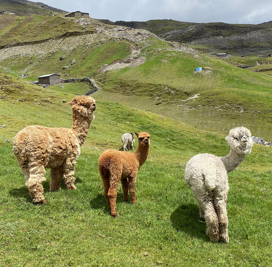 alpacas